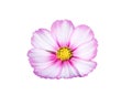 Mexican aster or pink cosmos flowers head isolated on white background , clipping path macro Royalty Free Stock Photo