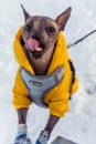 Mexican bald dog in yellow clothes licking nose