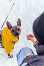 Mexican bald dog in yellow clothes in winter