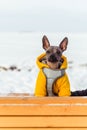 Mexican bald dog in yellow clothes in winter