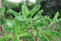 Mexican Banana Trees Royalty Free Stock Photo