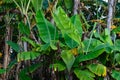 Mexican Banana Trees Royalty Free Stock Photo