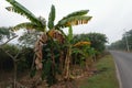 Mexican Banana Trees Royalty Free Stock Photo