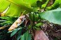 Mexican Banana Trees Royalty Free Stock Photo