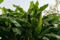 Mexican Banana Trees Royalty Free Stock Photo