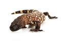 Mexican Beaded Lizard