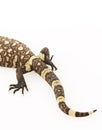 Mexican Beaded Lizard (Heloderma horridum)