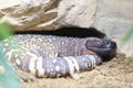 Mexican beaded lizard