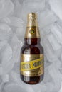 A Mexican beer Negra Modelo bottle on a bed of ice