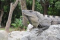 Mexican big lizard Royalty Free Stock Photo