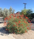 Mexican Bird Of Paradise Blooming in La Quinta