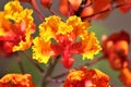 Mexican Bird of Paradise, Caesalpinia, Maricopa County, Mesa, Arizona