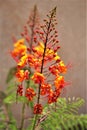 Mexican Bird of Paradise, Caesalpinia, Maricopa County, Mesa, Arizona