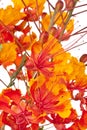 Mexican Bird of Paradise (Caesalpinia pulcherrim