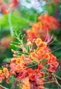 Mexican bird of paradise flower, Peacock's crest, Caesalpinia pulc Royalty Free Stock Photo