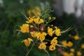 Mexican bird of paradise flower, yellow flower Royalty Free Stock Photo