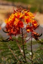 Mexican bird of paradise & x28;Caesalpinia pulcherrima& x29;