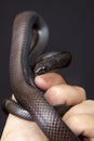 The Mexican black kingsnake Lampropeltis getula nigrita is part of the larger colubrid family of snakes, and a subspecies of the Royalty Free Stock Photo