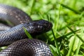 The Mexican black kingsnake Lampropeltis getula nigrita is part of the larger colubrid family of snakes, and a subspecies of the Royalty Free Stock Photo