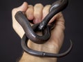 The Mexican black kingsnake Lampropeltis getula nigrita is part of the larger colubrid family of snakes, and a subspecies of the Royalty Free Stock Photo