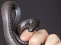 The Mexican black kingsnake Lampropeltis getula nigrita is part of the larger colubrid family of snakes, and a subspecies of the Royalty Free Stock Photo