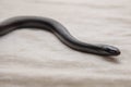 The Mexican black kingsnake Lampropeltis getula nigrita is part of the larger colubrid family of snakes, and a subspecies of the Royalty Free Stock Photo