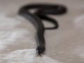 The Mexican black kingsnake Lampropeltis getula nigrita is part of the larger colubrid family of snakes, and a subspecies of the Royalty Free Stock Photo