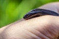 The Mexican black kingsnake Lampropeltis getula nigrita is part of the larger colubrid family of snakes, and a subspecies of the