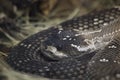 Mexican Black Tailed Rattlesnake Royalty Free Stock Photo