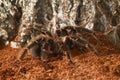 Mexican black velvet tarantula in the terrarium