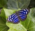 Mexican Bluewing Butterfly, Myscelia cyaniris