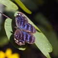 Mexican Bluewing Butterfly (Myscelia ethusa)