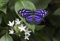 Mexican Bluewing Butterfly (Myscelia cyaniris)