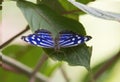 Mexican Bluewing, Myscelia cyaniris