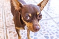 Mexican brown Chihuahua dog portrait looking lovely and cute Mexico Royalty Free Stock Photo