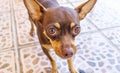 Mexican brown Chihuahua dog portrait looking lovely and cute Mexico Royalty Free Stock Photo