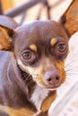 Mexican brown Chihuahua dog portrait looking lovely and cute Mexico Royalty Free Stock Photo