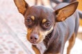 Mexican brown Chihuahua dog portrait looking lovely and cute Mexico Royalty Free Stock Photo