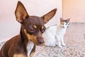 Mexican brown Chihuahua dog portrait while thinking to much Mexico Royalty Free Stock Photo