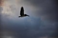 Mexican brown pelican.