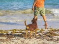 Mexican brown russian toy terrier dog playful on beach Mexico