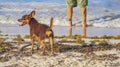 Mexican brown russian toy terrier dog playful on beach Mexico