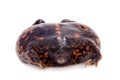 The Mexican burrowing toad on white Royalty Free Stock Photo
