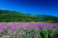 Mexican Bush Sage