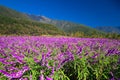 Mexican Bush Sage