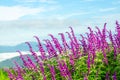 Mexican bush sage flower with rice fields and mountains Royalty Free Stock Photo