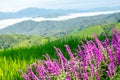 Mexican bush sage flower with rice fields and mountains Royalty Free Stock Photo