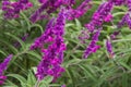 Mexican bush sage flowers (Salvia leucantha) in purple shade Royalty Free Stock Photo