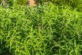Mexican bush sage Salvia leucantha close up in the garden Royalty Free Stock Photo