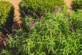 Mexican bush sage Salvia leucantha close up